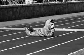 Husky mascot at a football game, St. Cloud State University