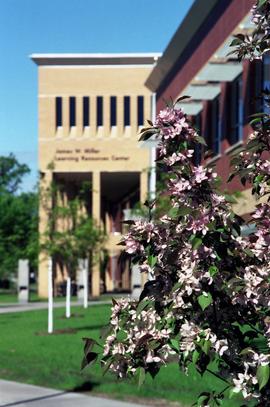 Flowers near Miller Center (2000), exterior, St. Cloud State University