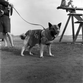 A husky dog at the homecoming football game, St. Cloud State University