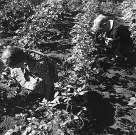 Children at Riverview (1913) work in the garden, St. Cloud State University