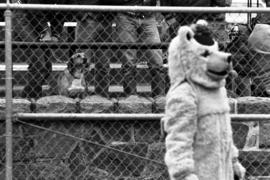 Husky mascot at the homecoming football game, St. Cloud State University