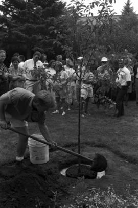 Man puts dirt around the Brady Watts tree, St. Cloud State University