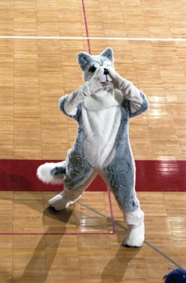 Husky mascot at a volleyball match, St. Cloud State University