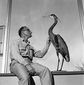 Max Partch with a great blue heron, St. Cloud State University