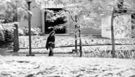 A student walks surrounded by snow, St. Cloud State University