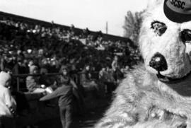 Husky mascot at a homecoming football game, St. Cloud State University